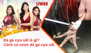 Đá gà cựa sắt tại UW88