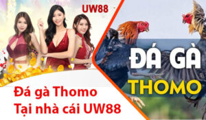 Cá cược đá gà Thomo