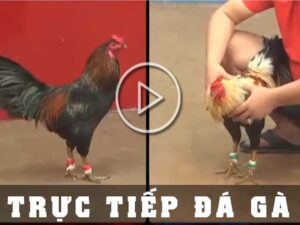 trực tiếp đá gà