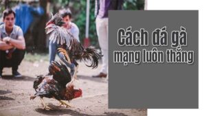 Cách đá gà mạng luôn thắng